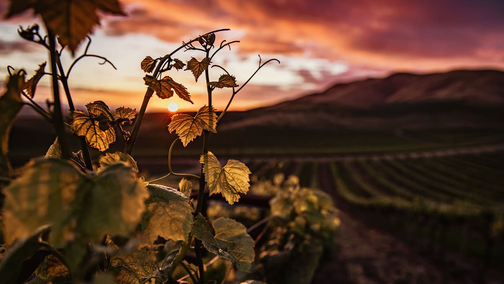 Building Strong Relationships in the wine trade Industry